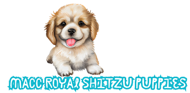 MACC ROYAL SHITZU PUPPIES